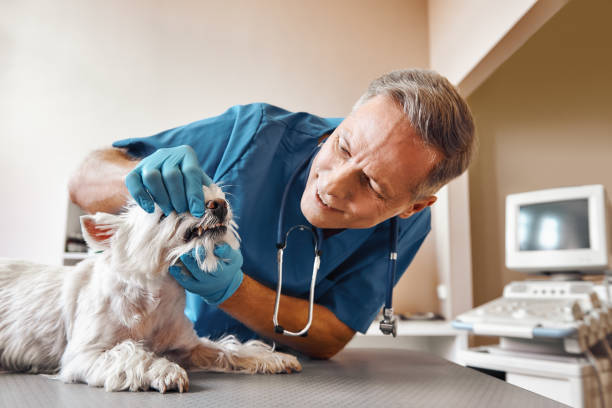 Best Same-Day Emergency Dental Services in Smackover, AR